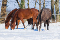 Pferdestall im Winter