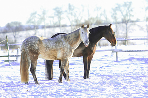 Fit durch die Winterzeit