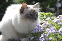 Rasseportrait - Birma Rasseportrait - Birma