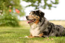 Rasseportrait - Australian Shepherd Rasseportrait - Australian Shepherd