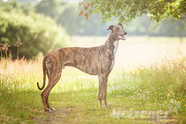 Der Greyhound Der Greyhound