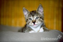 Wie wird meine Katze stubenrein? Wie wird meine Katze stubenrein?