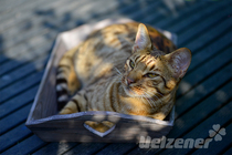 Rasseportrait - Ocicat Rasseportrait - Ocicat
