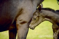 Neues Leben im Stall Neues Leben im Stall