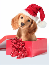 Der Hund als Geschenk?