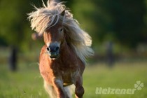 Rasseportrait - Shetlandpony Rasseportrait - Shetlandpony