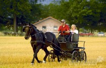Haftung und Versicherung des Fahrtrainers Haftung und Versicherung des Fahrtrainers