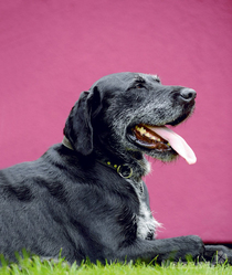 Ein Hund wird älter: Darauf sollten Sie jetzt achten! Teil 1 Ein Hund wird älter: Darauf sollten Sie jetzt achten! Teil 1