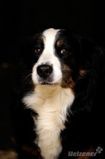 Rasseportrait - Sennenhunde Rasseportrait - Sennenhunde