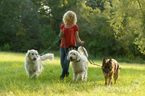 Privater Hundesitter Privater Hundesitter
