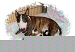 Miniature Bullterrier Little Dragonheart
