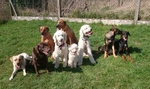 Hundeschule Marburg, Sabine Bernsee