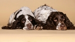English Springer Spaniel vom Westheimer Eck