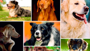 7 verschiedene Hunderassen in unterschiedlichen Größen und von unterschiedlichem Charakter welche ist die passende Hunderasse?