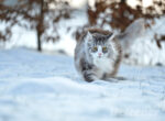 Eine Norwegische Waldkatze läuft vor Tannen durch den Schnee.
