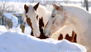 Zwei Pferde lassen sich im Winter ihr spezielles Futter schmecken.