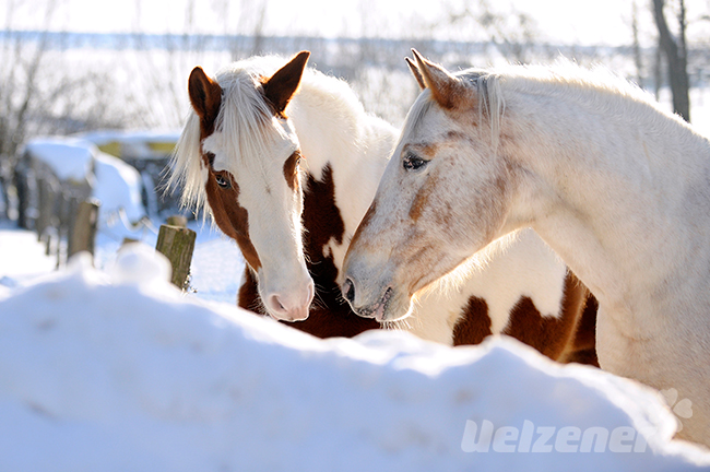 Zwei Pferde lassen sich im Winter ihr spezielles Futter schmecken.