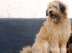 Großer Hund sitzt vor einer Wand er hat langes zotteliges Fell, ab und zu muss man das lange Fell scheren.