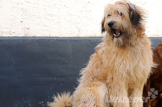 Großer Hund sitzt vor einer Wand er hat langes zotteliges Fell, ab und zu muss man das lange Fell scheren.