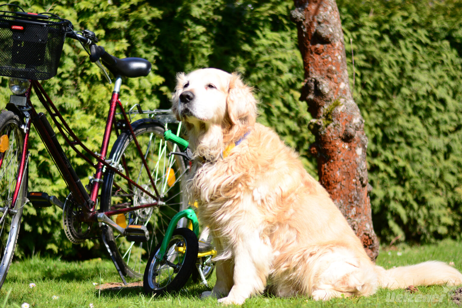 Der Hund am Fahrrad Tipps zum sicheren Fahrradfahren Uelzener