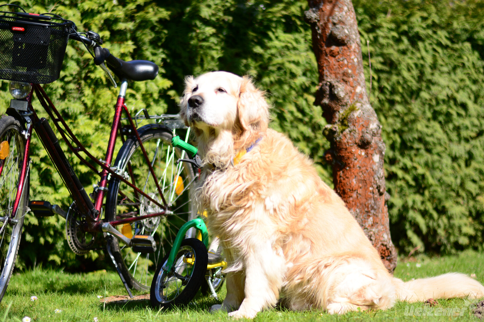 Der Hund am Fahrrad Tipps zum sicheren Fahrradfahren
