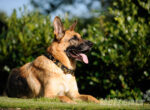 Ein glücklicher Schäferhund liegt im sonnigem Garten und streckt seine Zunge raus.