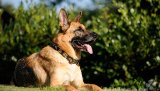 Schäferhund liegt im Hundefreundlichen Garten mit Zunge raus