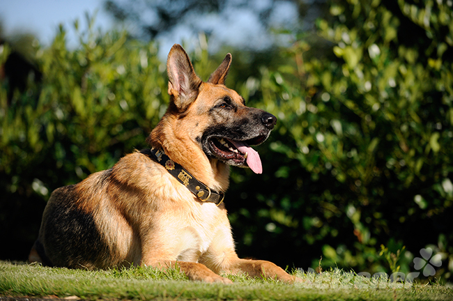 Ein glücklicher Schäferhund liegt im sonnigem Garten und streckt seine Zunge raus.