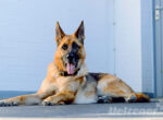 Deutscher Schäferhund liegt auf dem Boden, vor einer weißen Wand und schaut gespannt.