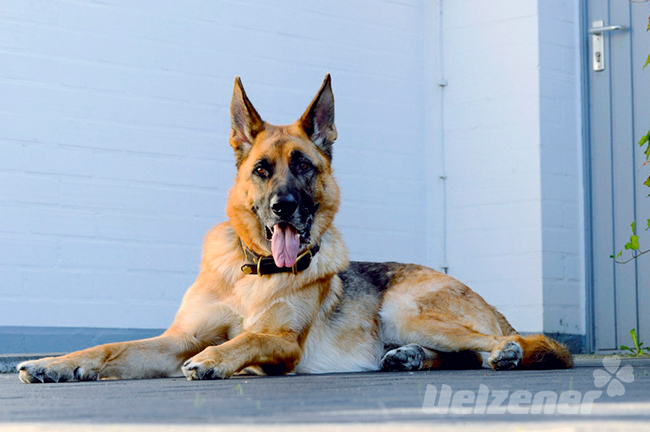 Deutscher Schäferhund liegt auf dem Boden, vor einer weißen Wand und schaut gespannt.