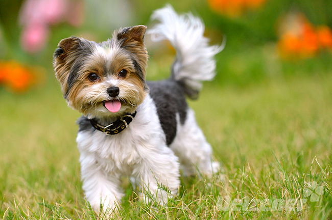 Ein kleiner Hund läuft über eine Blumenwiese. Er muss aufpassen keinen Insektenstich zu bekommen.