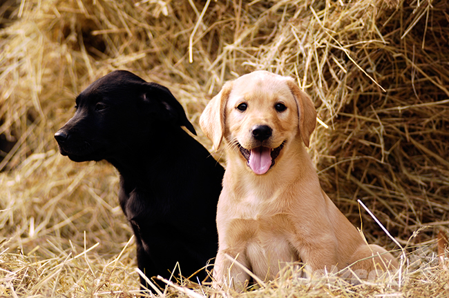 Zwei Hunde sitzen im Stroh und schauen aufmerksam sind sie eine gute Wahl als Familienhund.