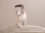 Eine kleine Siamkatze steht auf einem weißen Kissen.
