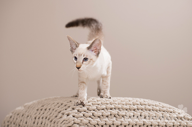 Eine kleine Siamkatze steht auf einem weißen Kissen.