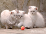 Drei kleine Katzen spielen mit einem orangenen Ball, wenn man eine Katze sucht sollte man auf die Auswahl des Katzenzüchters achten.