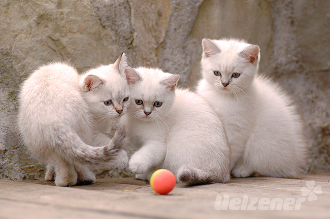 Drei kleine Katzen spielen mit einem orangenen Ball, wenn man eine Katze sucht sollte man auf die Auswahl des Katzenzüchters achten.