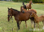 Mehrere Pferde stehen gemeinsam auf einer Weide. Die Equine infektiöse Anämie kann dabei von zum Beispiel Stechmücken übertragen werden.