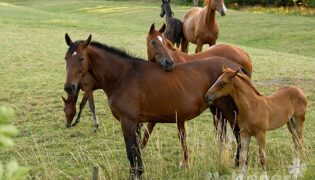 Mehrere Pferde stehen gemeinsam auf einer Weide. Die Equine infektiöse Anämie kann dabei von zum Beispiel Stechmücken übertragen werden.