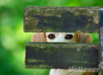Ein kleiner Beagle schaut zwischen zwei Bretter hindurch.