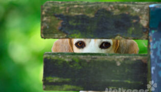 Kleiner Beagle schaut zwischen zwei Brettern durch mit seinen kleinen Augen.