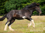 Ein dunkelbraunes Shire Horse gallopiert majestätisch über eine Wiese