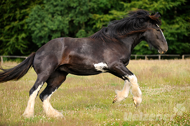 Ein dunkelbraunes Shire Horse gallopiert majestätisch über eine Wiese