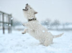 Ein kleiner weißer Hund wirbelt durch den Schnee. Er spielt ausgelassen.
