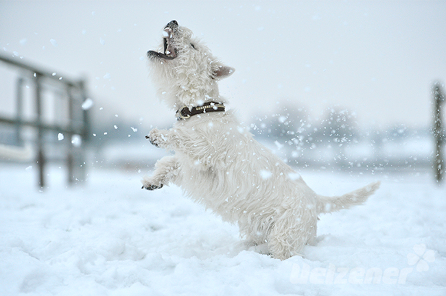 Ein kleiner weißer Hund wirbelt durch den Schnee. Er spielt ausgelassen.