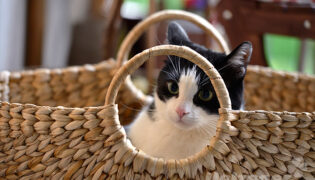 Eine kleine schwarz weiße Katze sitzt in einem Korb, sie ist bereit für den Umzug.