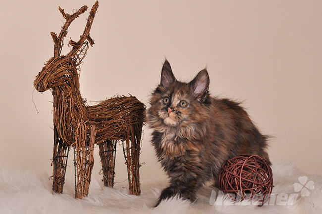 Eine Katze sitzt neben Renntierdeko. Eine katzensichere Deko an Weihnachten sichert ein besinnliches Fest für Mensch und Tier.