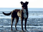 Großer Hund steht im Wattenmeer, er genießt seinen Urlaub an einem der Hundestrände der Nordsee.