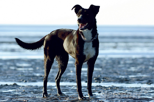 Großer Hund steht im Wattenmeer, er genießt seinen Urlaub an einem der Hundestrände der Nordsee.