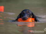 Eine schwarzer Hund schwimmt mit seinem Wasserspielzeug durch einen See.