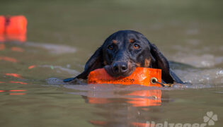 Eine schwarzer Hund schwimmt mit seinem Wasserspielzeug durch einen See.